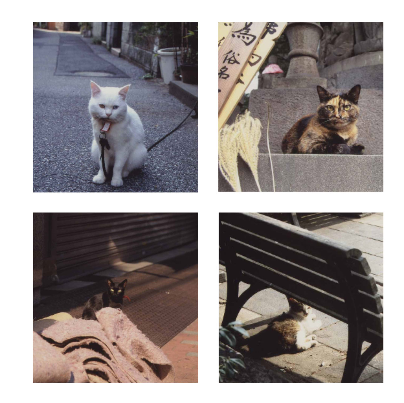 猫の恋