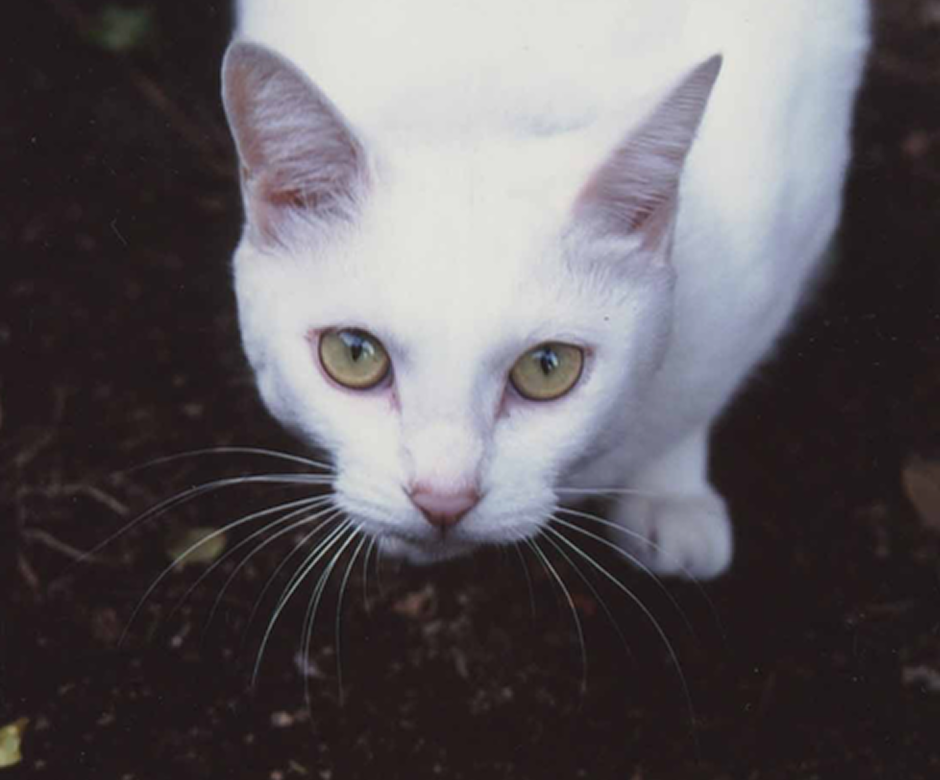 猫の恋